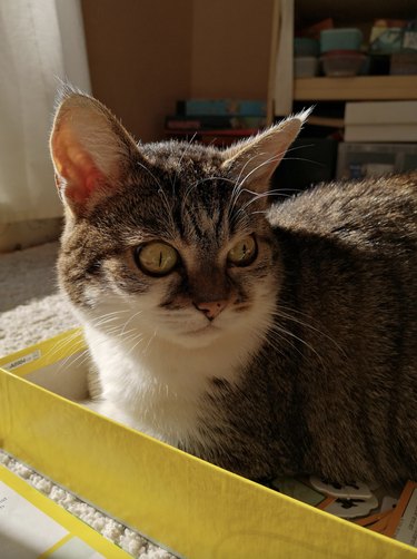 Wide-eyed cat looking annooyed while sitting in a yellow box.
