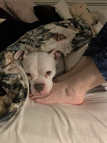 A white pit bull resting his head on someone's feet.