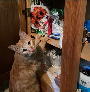 A cat is standing in front of a cupboard and resting their front paws on one of the shelves.