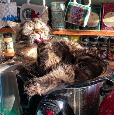 A fluffy cat lays inside the crock pot grooming their paws.