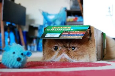 Grumpy looking cat in a box.