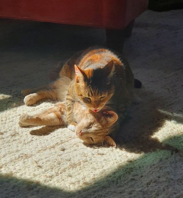 Cat in sunlight being aggressively groomed by other cat
