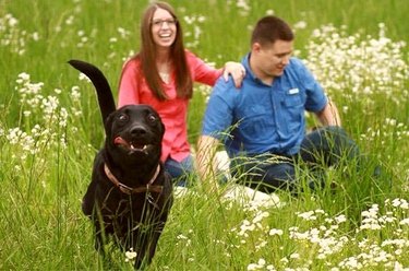 dog photobombs engagement photo