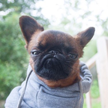 Grumpy looking dog in a hoodie.