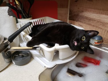 Black cat, sticking their tongue out, lying sideways inside a dish drying rack on a kitchen counter next to a sink full of soapy water.