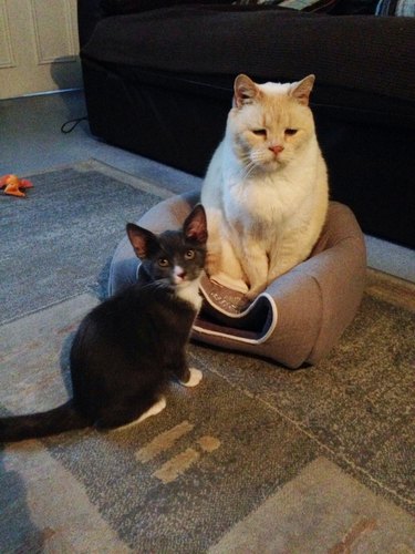 cat squishes kitten's house because he can't fit in it