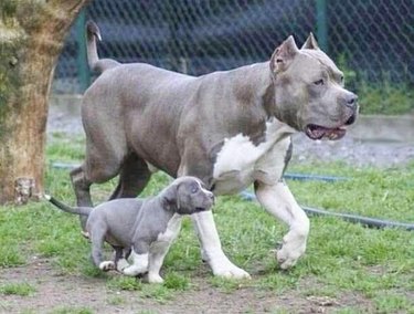 dad dog escorts puppy