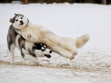 dog upends other dog