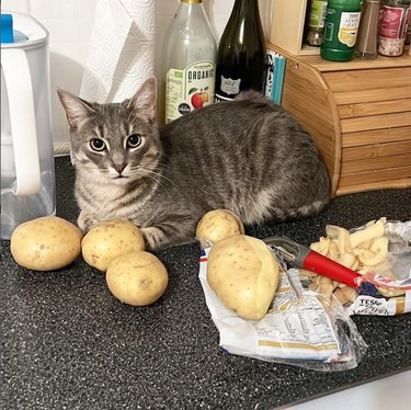 Cat laying on a kitchen counter, surrounded by potatoes.