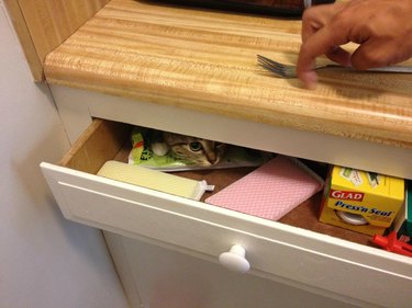 Kitchen drawer slightly opened and a cat's little face is peeking out.