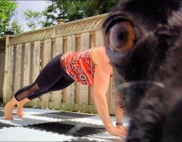 dog photobombs yoga session