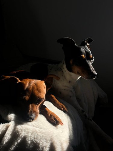 Two small dogs in dramatic lighting