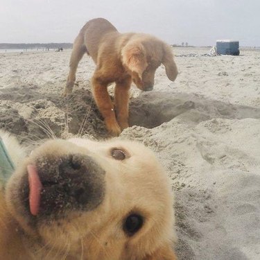 puppy photobombs dog digging hole on beach