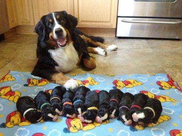 mom dog is proud of her puppies