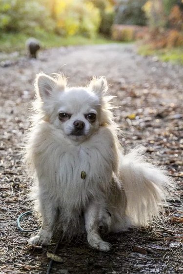 Grumpy looking dog covered in dirt.