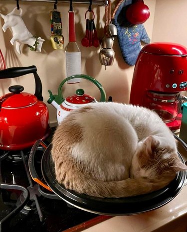 A cat is curled up asleep on a large circular baking dish.