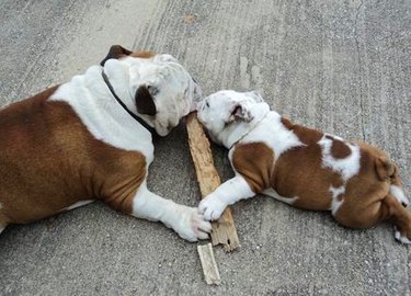 dog and puppy chew on stick together