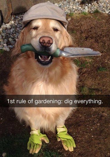 dog loves to garden