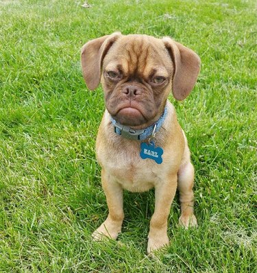 puppy tells person to get off their lawn