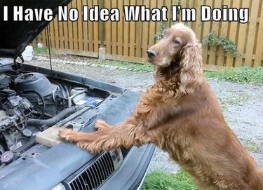 dog looks at motor of car, has no idea what they are doing