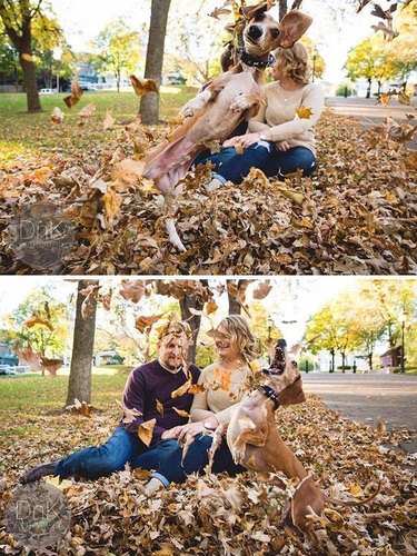 dog photobombs engagement photos