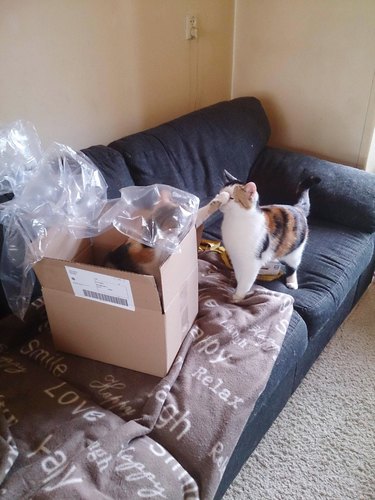 cat blocks other cat from entering box