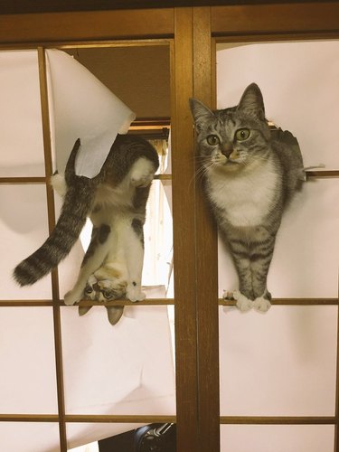 cat claw through paper shoji doors