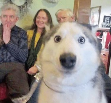 derpy dog photobombs family photo