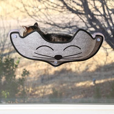Cat in window perch
