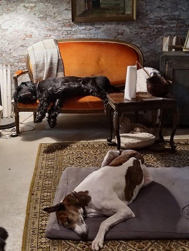 Two dogs sleeping one on a sofa and another on a floor pillow