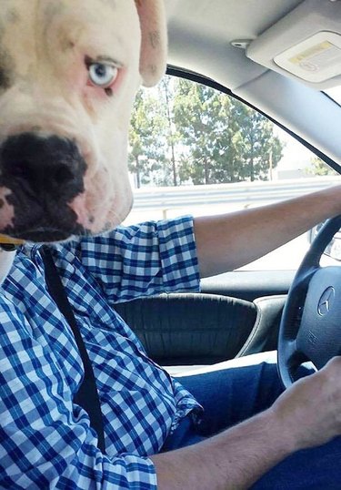 dog in car photobombs driver