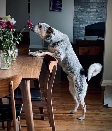 Cattle dog sniffing flowers on dining table