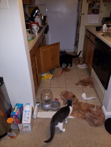Two cats are in a mess of plastic bags and boxes next to a cabinet they clearly opened and played in.