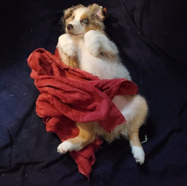 Australian Shepherd puppy on its back partially covered by red blanket