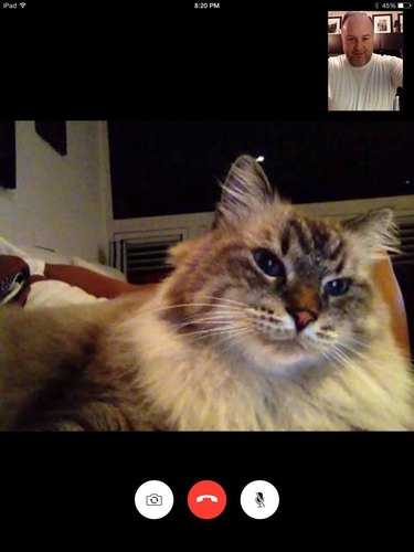 cat uses laptop to FaceTime man