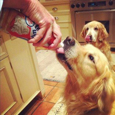 dogs eat whipped cream