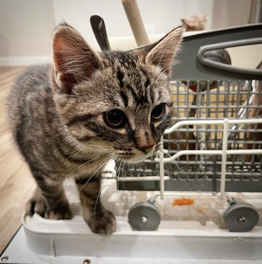 Small cat is perched on the edge of an open dishwasher door.