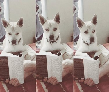Dog reading book skeptically.