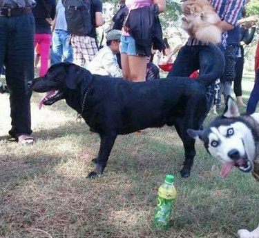 dog photobombs photo of other dog