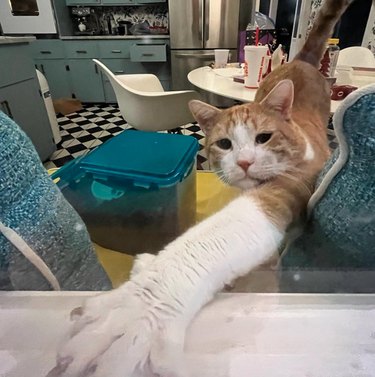 Cat standing on a kitchen chair and reaching one paw out to place it on the countertop. In the background are a kitchen table and chairs.