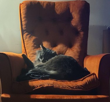 Gray cat curled up on orange armchair