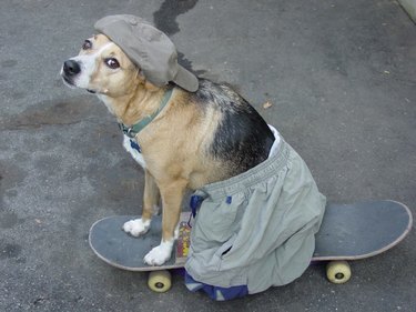 dog looking cool on skateboard
