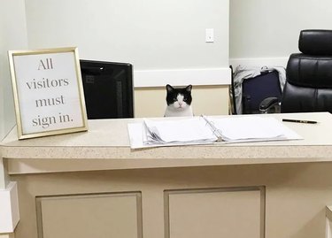 Cat sitting behind a reception desk with a sign that says "All visitors must sign in."