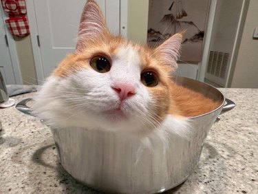 Cat laying inside a large cooking pot on a kitchen counter.