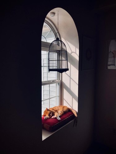 Cat sleeping on cushion in windowsill under birdcage