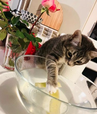 Glass mixing bowl containing two sticks of butter, a kitten is reaching one paw into the bowl and touching a stick of butter.
