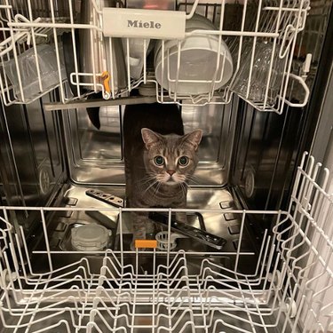 Inside of an open dishwasher a small cat with large eyes stands on the bottom rack.