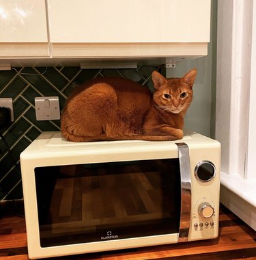 A cat with a grumpy expression lays on top of a toaster oven looking at the camera.