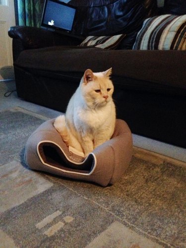 cat squishes kitten's house because he can't fit in it