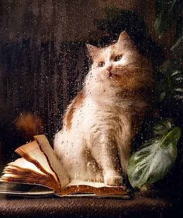 A cat sitting on an open book photographed through a rainy window